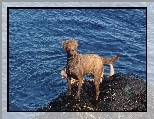 Chesapeake Bay retriever, niebieska, woda